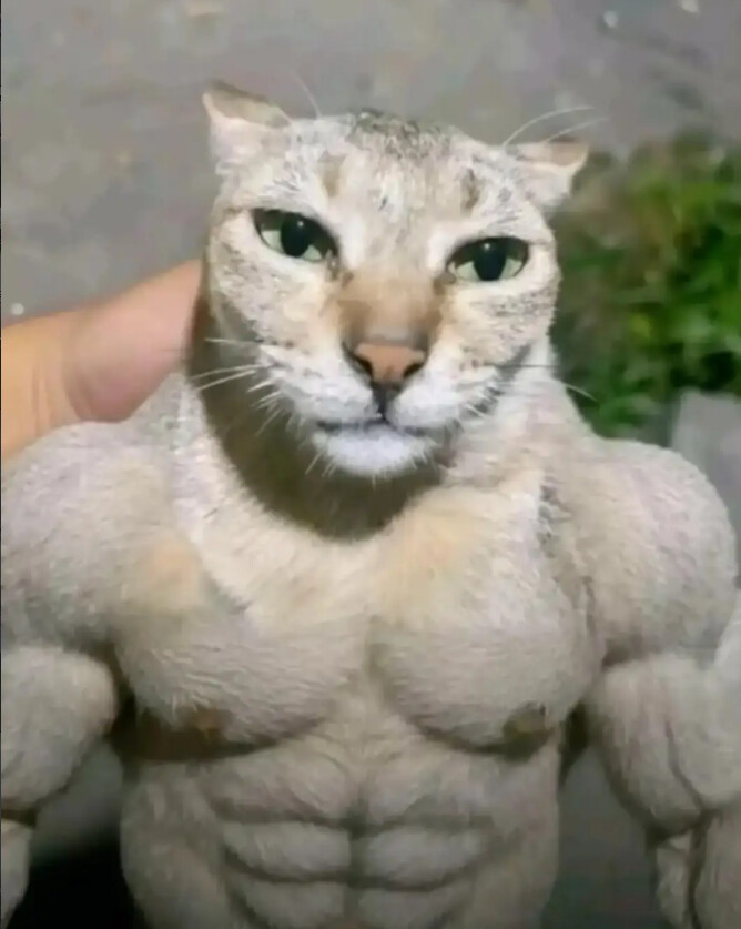 A cat with an implausibly muscular, bodybuilder physique staring at the camera
